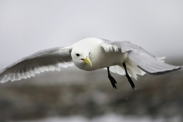 gull searching