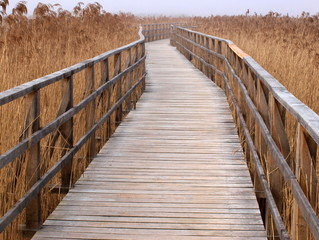 Holzsteg am  Federsee