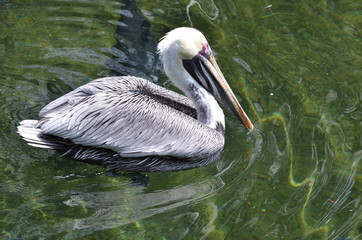 Pelican in the water