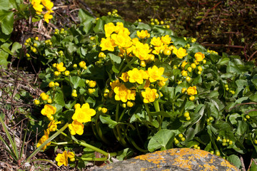 King-cups by a moss covered rock