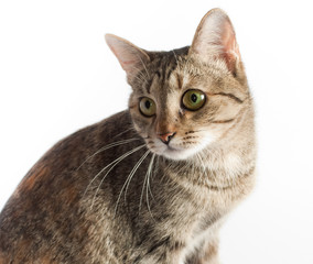 curious cat