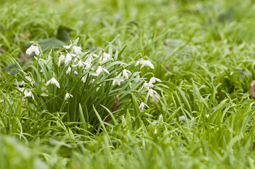 White snowdrop flowers in green grass