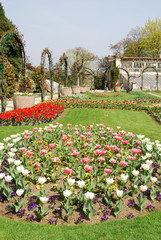 Flowers in a botanic garden