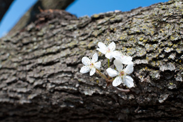 Bradford Pear Flower