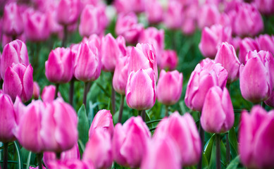 Obraz premium Tulips