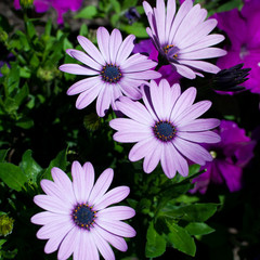 Purple Daisies