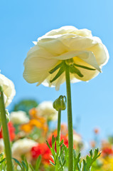 White Ranunculus