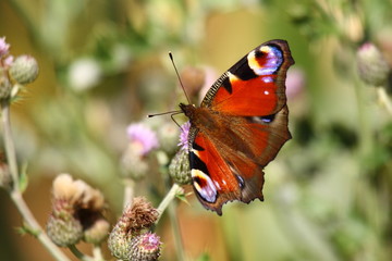Butterfly inachis, Paon du jour, peacock