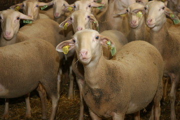 Brebis lacaune en Aveyron en bergerie