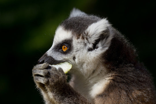 Ringtailed Lemur