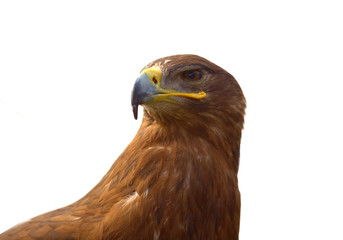 Steppe Eagle (Aquila nipalensis) portrait isolated on white