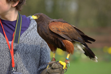 Harris hawk resting on a falconer's arm