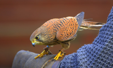 Kestrel on a falconer's arm