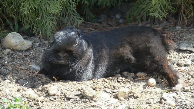 Schwarzes Kaninchen