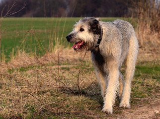 Irish wolfhound I