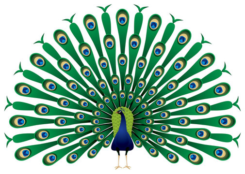 Peacock raise his feathers in vector