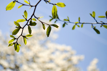 Obraz premium Frühling