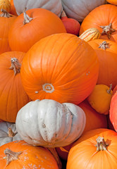 Colorful pumpkins