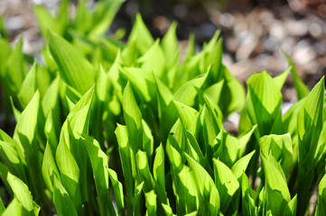 Frühling. Maiglöckchen