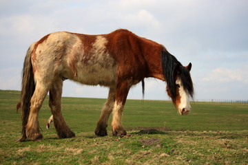 grazing hairy horse