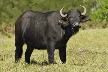 Fototapeten Büffel beobachten © bondsza