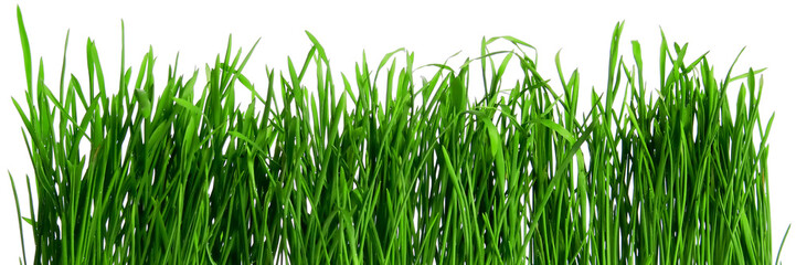Dew on spring grass