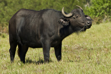 Naklejka na ściany i meble Large baffalo