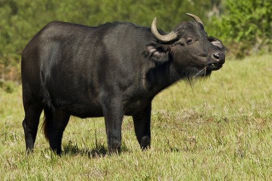 Large baffalo