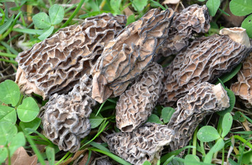 morilles