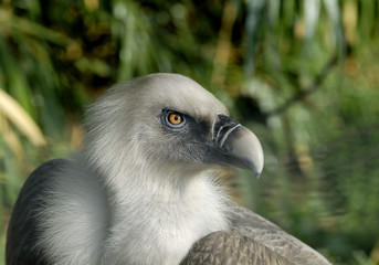 Vulture