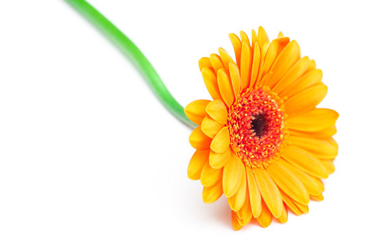 Fototapeta big orange gerbera isolated on white