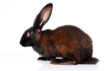 rabbit, animal