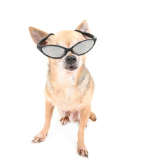 cool chihuahua