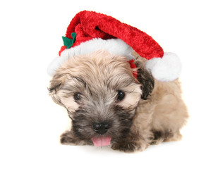 santa puppy