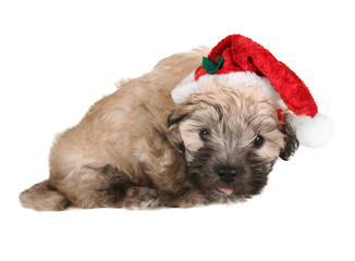 santa puppy