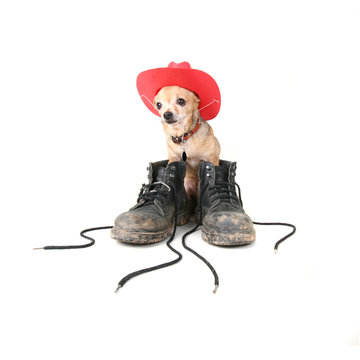 dirty boots dog