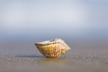 Caracol de Mar