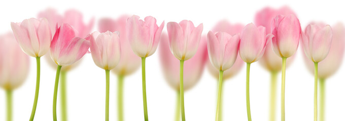 Rosa Tulpen Collage - Frühlingsblumen