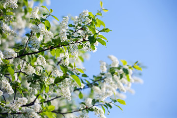 wild cherry  in spring