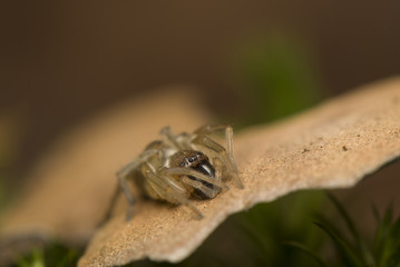 Clubiona