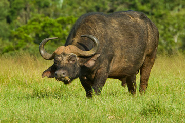 Male buffalo grazing