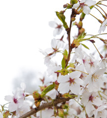 Beautiful high key bright Spring blossom image