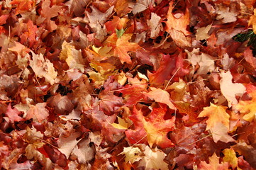 Autumn leaves