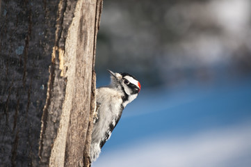 Downy Woodpecker on a Tree