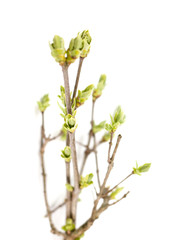 bourgeon de printemps