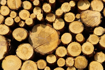 Holzstapel - stack of wood 34