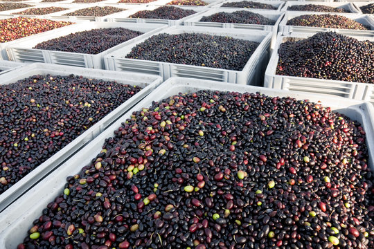 Olive Harvesting. Olives Outisde  An Olive Oil Factory