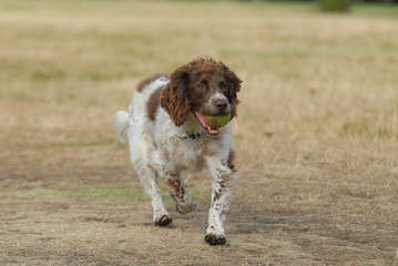 MUSTERLANDER PICCOLO