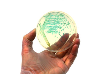 microorganisms