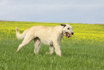 irish wolfhound running on the field